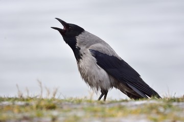 Hooded crow (Corvus cornix, hoodie) 