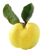 sour and hard fruits quinces