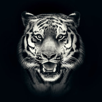 tiger face on black background
