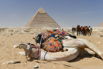 The Camel and Giza Pyramids - Cairo, Egypt