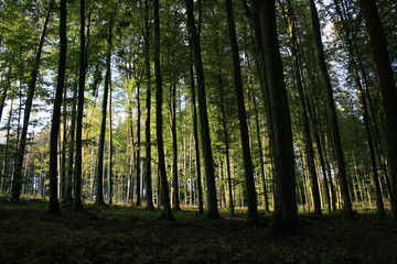 Fototapeta na wymiar Grüner Wald im Sommer