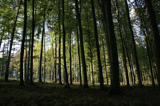 Grüner Wald im Sommer