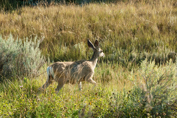 Deer in Theodore Roosevelt National Park, ND