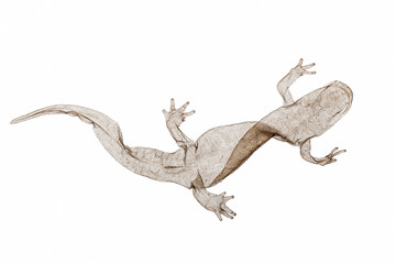 Smooth Newt, Lissotriton vulgaris, (Triturus vulgaris) shed skin on white background