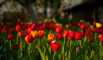 Flower tulips background. Beautiful view of red, orange and yellow tulips in the garden.	