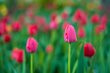 Obraz na płótnie Canvas Flower tulips background. Beautiful view of red tulips in the garden. 