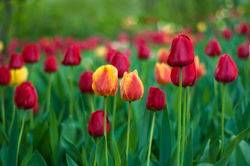 Flower tulips background. Beautiful view of red, orange and yellow tulips in the garden.	