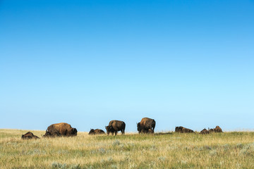 Bison under big open blue sky in Theodor Roosevelt NP, North Uni