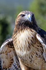 Red-Tailed Hawk Closeup