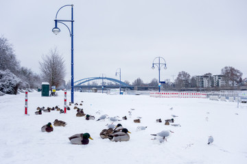 Magdeburg - Elbpanorama im Winter