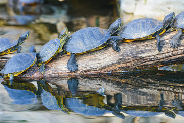 Obraz premium Water turtles in row marching on a log