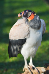 King Vulture