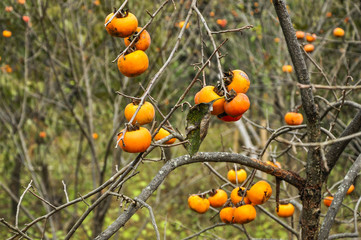 The persimmon fruits closeup in autumn 