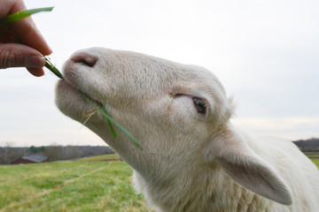Feeding a sheep - Close-up