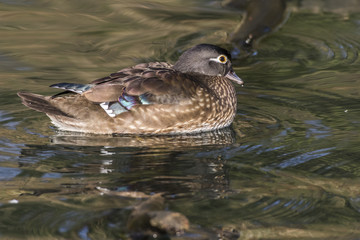 Mandarinente (Aix galericulata) auf dem Saar-Altarm in Saarlouis