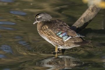 Mandarinente (Aix galericulata) auf dem Saar-Altarm in Saarlouis
