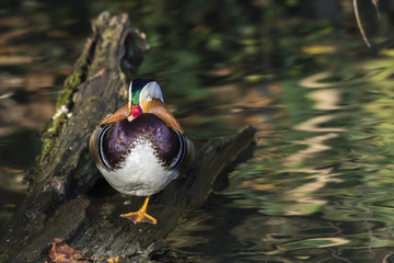 Mandarinente (Aix galericulata) auf dem Saar-Altarm in Saarlouis