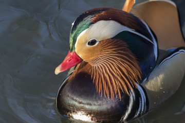 Mandarinente (Aix galericulata) auf dem Saar-Altarm in Saarlouis