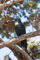 Crow in Yellowstone Nat'l Park, WY