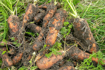 a dirty orange carrot roots