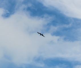 Gaivota voando entre nuvens