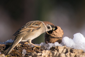 Sparrow (Passer domesticus) and bird feeding.