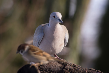 Collared Dove (Streptopelia decaocto) and bird feeding.
