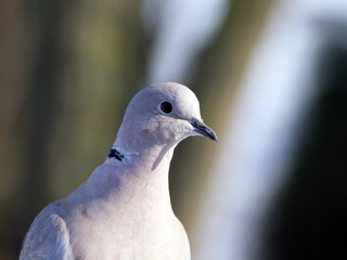 Collared Dove (Streptopelia decaocto) and bird feeding.