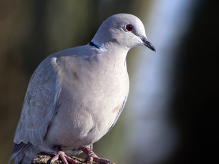 Collared Dove (Streptopelia decaocto) and bird feeding.