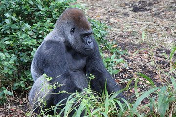 Lowland Gorilla silver back male