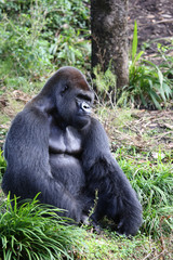 Lowland Gorilla silver back male