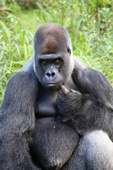 Lowland Gorilla silver back male