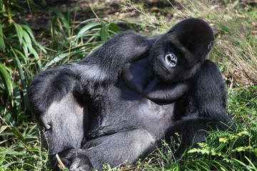 Lowland Gorilla silver back male
