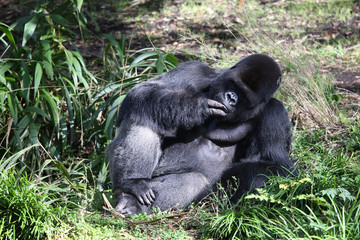 Lowland Gorilla silver back male