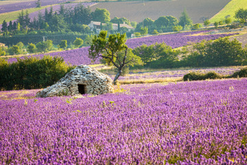 Lavender field with stone cottage, Provence, France, 2013