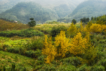 Obraz premium The ginkgo trees scenery in autumn 