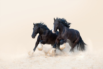 Two beautiful black stallion galloping in the sand on a light neutral background. Herd of horses in the yellow sands