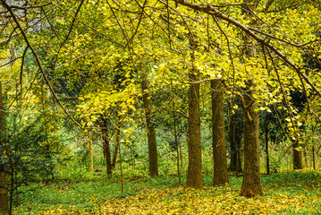 The ginkgo tree scenery in autumn