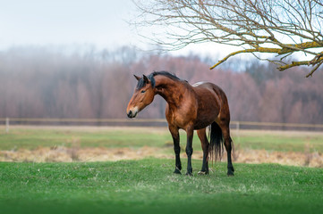 Fototapeta premium Piękny gniady koń z długą szyją imponująco stoi na zielonej łące. Kob? La wiosna pasące się na lasach i mgle w tle