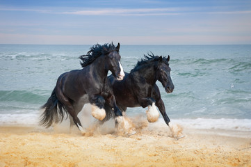 Fototapeta na wymiar Two beautiful big horses breed Shire gallop along the beach picking up sand against the blue sea.