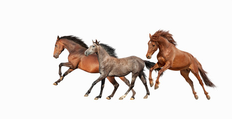 Fototapeta na wymiar Herd of beautiful horses that gallop isolated on white background. Three Mustang in motion.