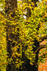The ginkgo tree scenery in autumn