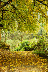 The ginkgo tree scenery in autumn