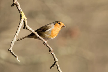 European Robin, Erithacus rubecula, Robin, Birds