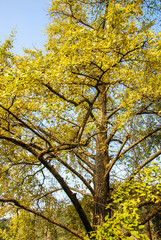 The ginkgo tree scenery in autumn
