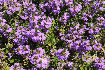 Hybrid blue "Fairy Fan Flower" (or Common Fan Flower) in St. Gallen, Switzerland. Its Latin name is Scaevola Aemula Blue Wonder