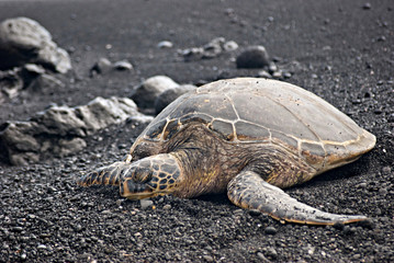 Green Sea Turtle II