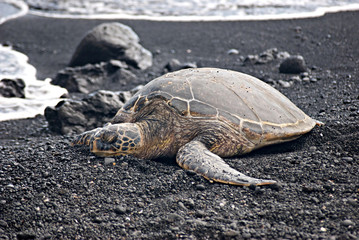 Green Sea Turtle I