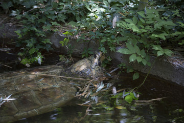 Alligator Snapping Turtle