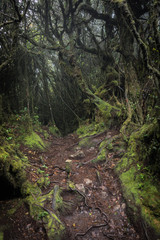 Fototapeta na wymiar Dark mossy forest